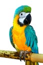 Bird parrot Royalty Free Stock Photo