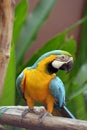 Bird Parrot Royalty Free Stock Photo