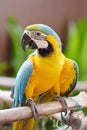 Bird Parrot Royalty Free Stock Photo