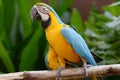 Bird Parrot Royalty Free Stock Photo