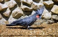 Bird parrot black palm cockatoo large Royalty Free Stock Photo