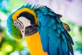 Bird parrot Royalty Free Stock Photo