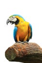 Bird parrot isolated