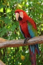 Bird, parrot (psittacine) Royalty Free Stock Photo