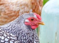 Adult Wynadotte hen seen having a drink in a garden.