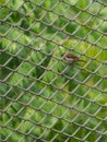 A bird passing through steel mesh breaking the cage Royalty Free Stock Photo