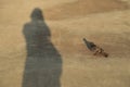 Bird on pavement with blurred shadow of woman figure.