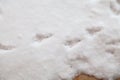 Bird tracks in white snow close-up Royalty Free Stock Photo