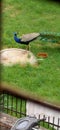 Bird, Peacock, garden , nature, beautiful , food Royalty Free Stock Photo