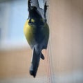 Bird pecked a hole in the window grid, close-up Royalty Free Stock Photo