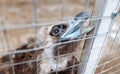 A bird is pecking at a metal fence Royalty Free Stock Photo