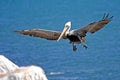 Bird pelican in flight Royalty Free Stock Photo