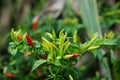 Bird Pepper plant bunch group ripe organic Caribbean Tropical green