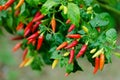 Bird Pepper plant bunch group ripe organic Caribbean Tropical green