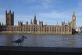 Bird perched against the Big Ben and Houses of Parliament on the banks of the River Thames in London Royalty Free Stock Photo