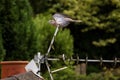 the bird is sitting on top of the barbed wire with its wings