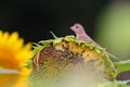 Bird perched atop a large, vibrant sunflower, looking off to the side