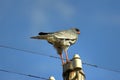 Bird perched atop pole