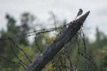 Bird perched on barbed wire fence Royalty Free Stock Photo