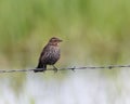 Bird perched on barbed wire Royalty Free Stock Photo