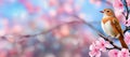 A bird is perched on a branch cherry blossom tree Royalty Free Stock Photo