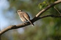 Bird perched on branch (Furnarius)