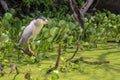 Bird Perched on a Branch in Louisiana Swamp