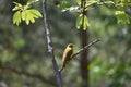 Yellow Bird perched in forest Royalty Free Stock Photo