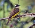 Bird perched on a branch with thorns looking straight ahead