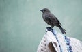 Bird perched on chair