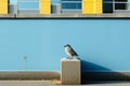 a bird is perched on a concrete post in front of a building Royalty Free Stock Photo