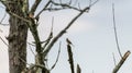 Bird perched on dead branch of tree Royalty Free Stock Photo