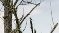 Bird perched on dead branch of tree