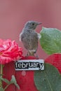 Bird perched on a February decorated fence Royalty Free Stock Photo