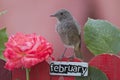 Bird perched on a February decorated fence Royalty Free Stock Photo