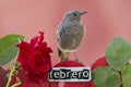 Bird perched on a February decorated fence Royalty Free Stock Photo