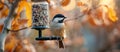 Bird Perched on Bird Feeder