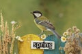 Bird perched on a fence decorated with the word spring