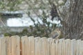 Bird perched on fence in snow