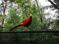 Bird perched on a fence by trees and bushes in Sydney, Australia, Featherdale Sydney Wildlife Park