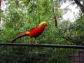 Bird perched on a fence by trees and bushes in Sydney, Australia, Featherdale Sydney Wildlife Park