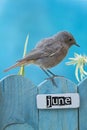 Bird perched on a June decorated fence