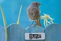 Bird perched on a June decorated fence