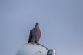 A bird perched on a metal structure Royalty Free Stock Photo