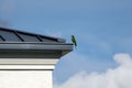 Bird perched on a modern building against the blue cloudy sky Royalty Free Stock Photo