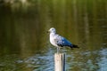 Bird perched on a pole