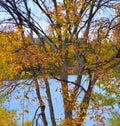 Bird perched on post in Boise Cascade Lake