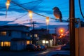 a bird is perched on a power line at dusk Royalty Free Stock Photo