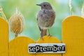 Bird perched on a September decorated fence