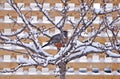 Bird perched in snow-covered tree
